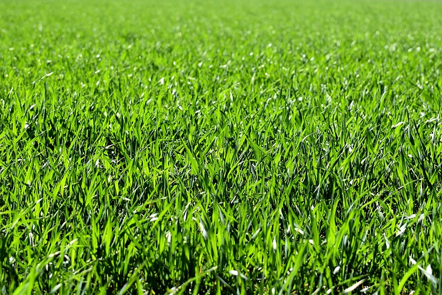 lawn