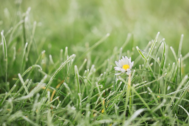 lawn