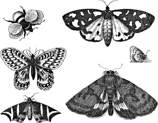 moth-moths-640x480-56135578.png