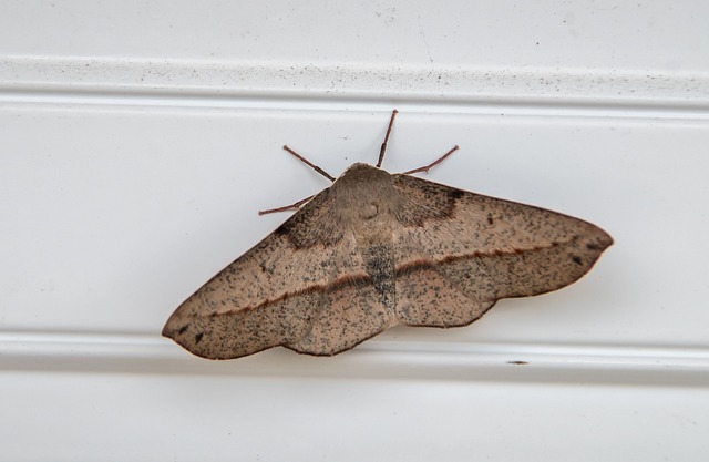 moth-moths-640x480-87196144.jpeg