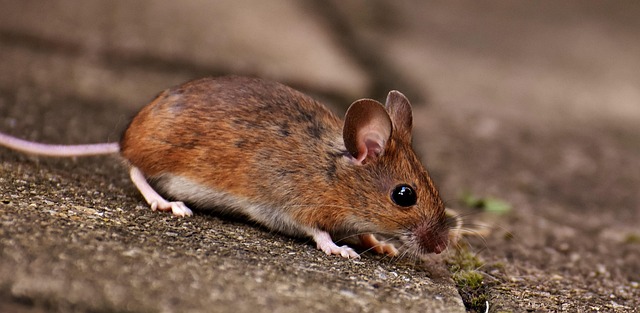mouse-640x480-52337015.jpeg