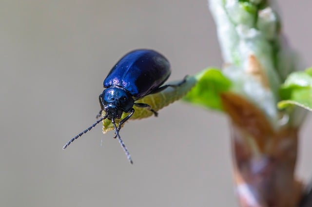 pest-640x480-12424664.jpeg