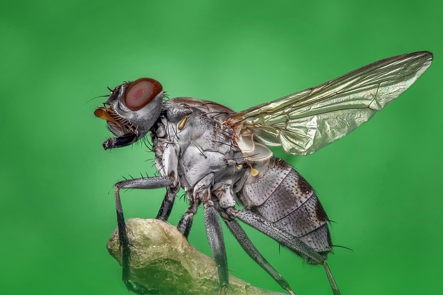 pest-640x480-29101.jpeg