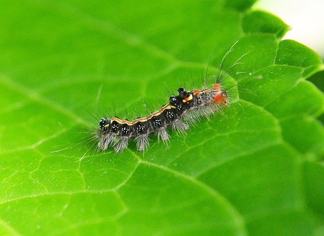 Seasonal Pest Prevention: A Year-Round Strategy for Effective Control