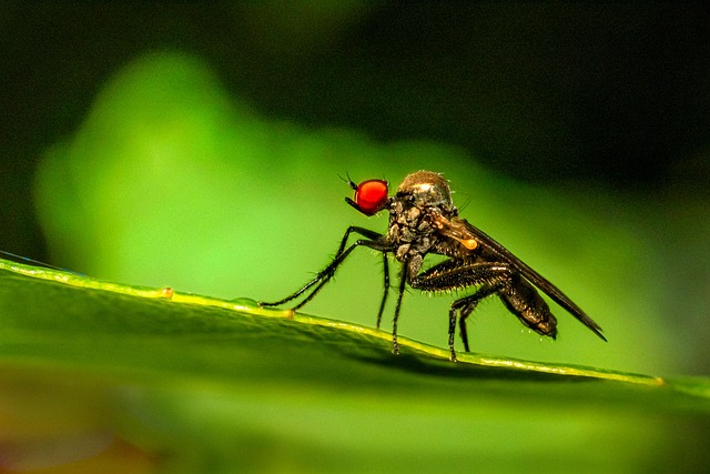 pest-640x480-83017303.jpeg