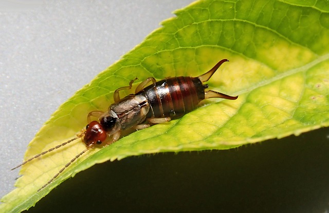 pest-640x480-89543263.jpeg
