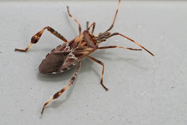 pest-640x480-97691547.jpeg