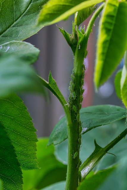pest-640x480-99918045.jpeg