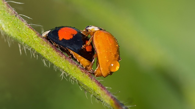 powderpost-beetle-beetle-640x480-25425347.jpeg