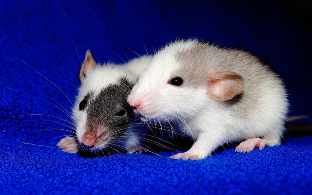 rat-640x480-2720515.jpeg