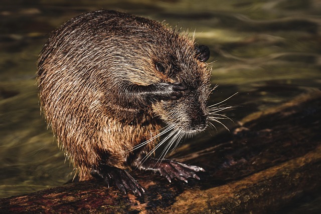 rat-640x480-68794839.jpeg