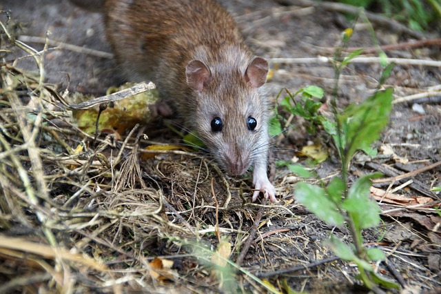 rat-640x480-79908301.jpeg