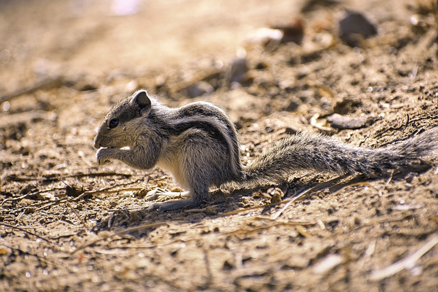rodent-640x480-1300645.jpeg