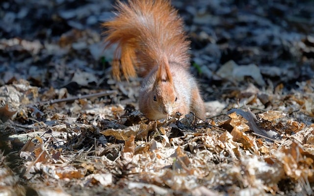 rodent-640x480-81803129.jpeg