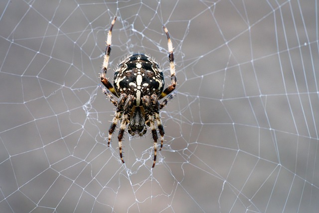 spider-640x480-19006208.jpeg