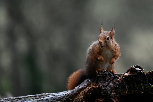 squirrels-640x480-46545028.jpeg