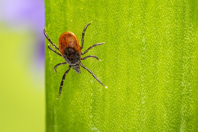 tick-ticks-640x480-77636796.jpeg