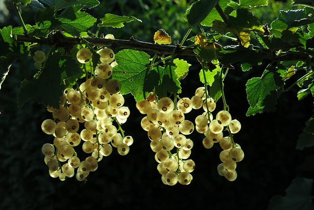 tree, shrub