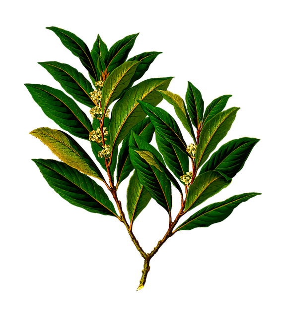 tree, shrub