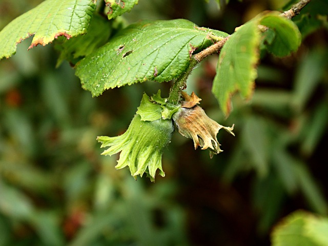tree, shrub