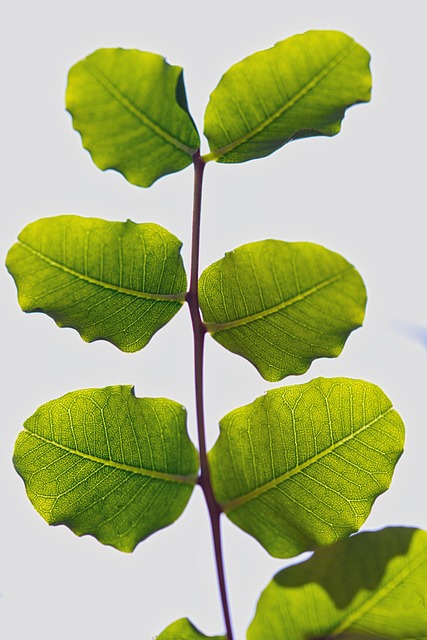 tree, shrub