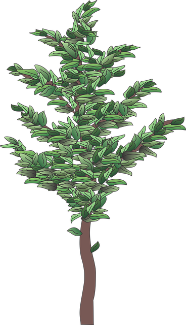 tree, shrub
