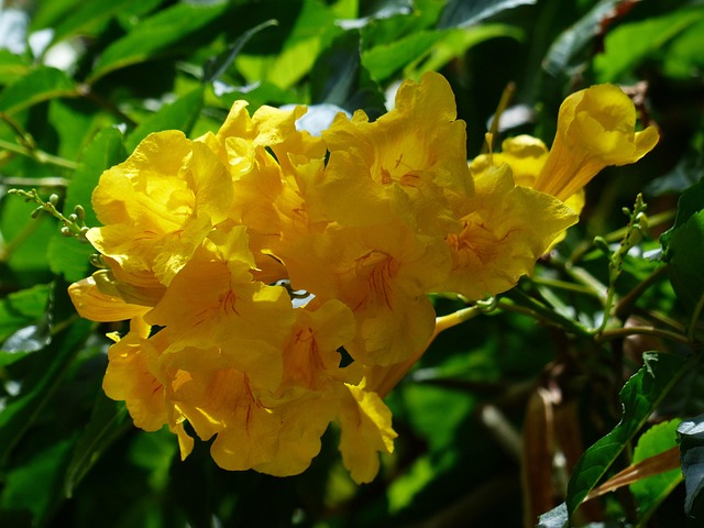 tree, shrub