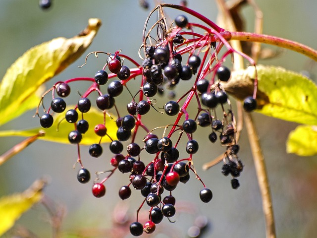 tree, shrub