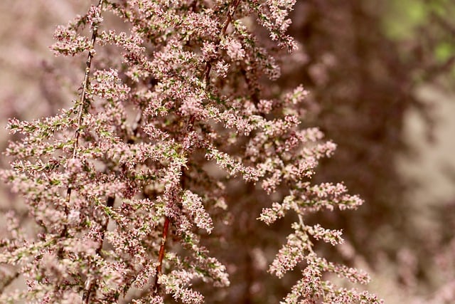 tree, shrub
