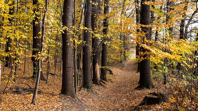 walkway, pathway
