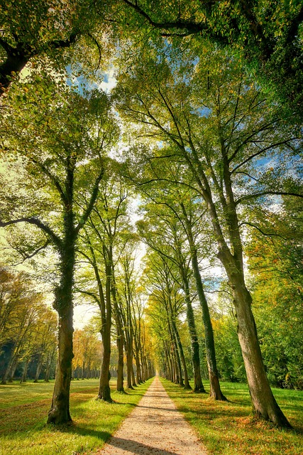 walkway, pathway