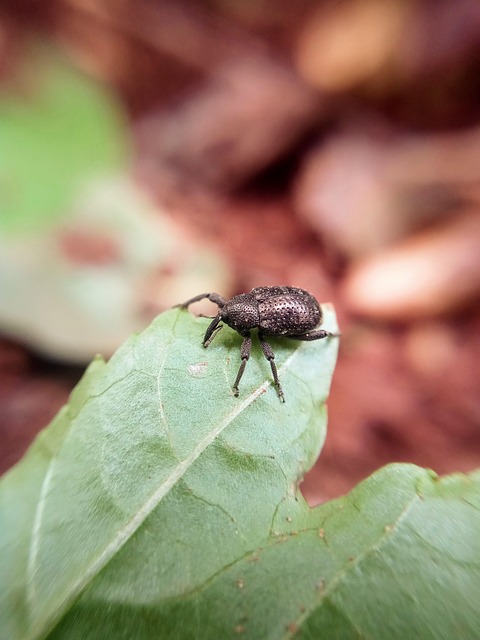 weevils-weevil-640x480-60847114.jpeg