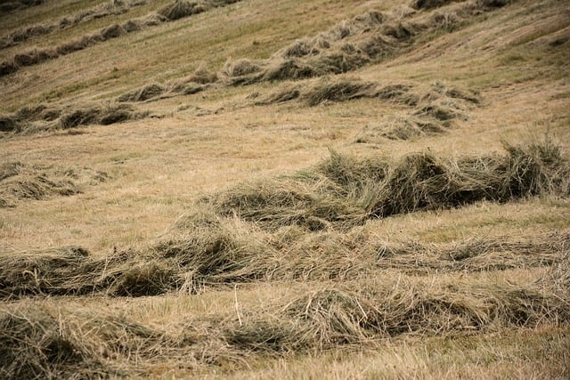 artificial grass, turf