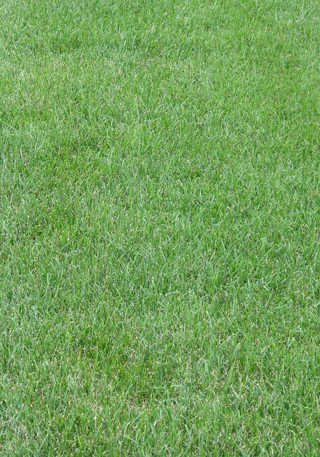 artificial grass, turf