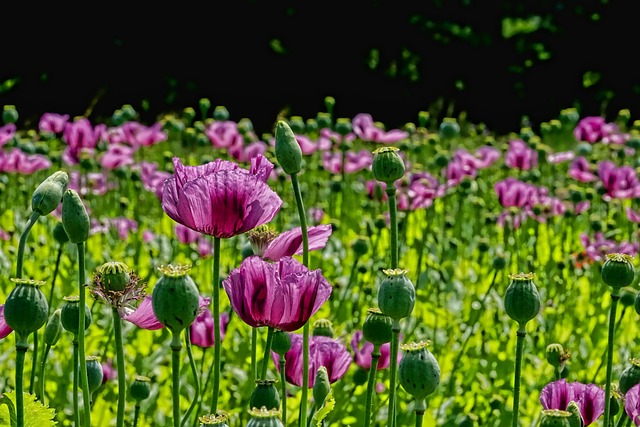 Enhancing Garden Accessibility and Beauty with Raised Bed Designs