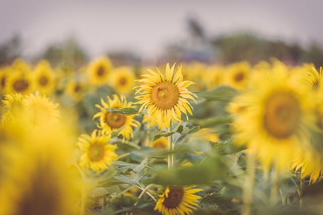 Low-Maintenance Gardening: Top Pest-Resistant and Drought-Tolerant Plants for Easy Care Landscapes