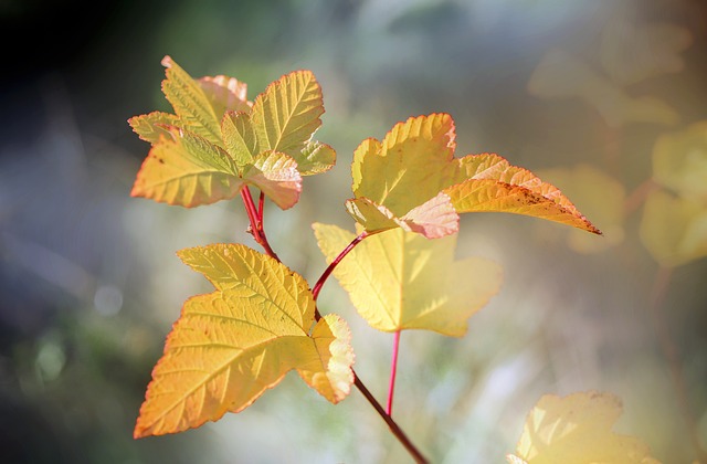 Seasonal Garden Care: A Year-Round Guide to Pruning, Pests, and Soil Health