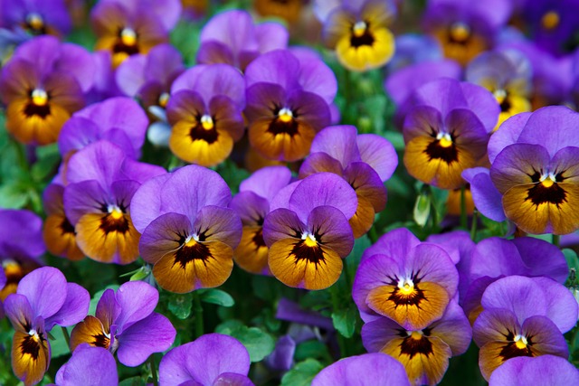 garden, wall garden
