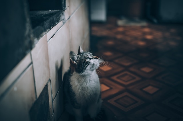 home security, cctv
