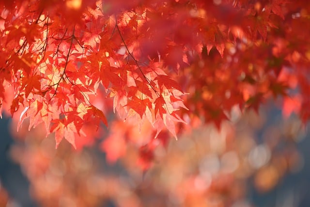 landscape, landscaping