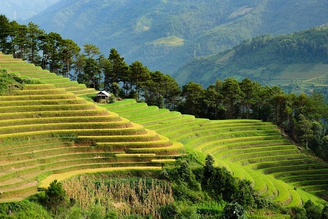 landscape, landscaping