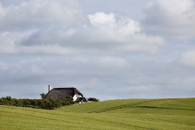 landscape, landscaping