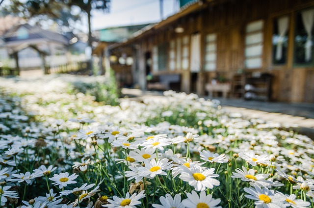 landscaping, garden