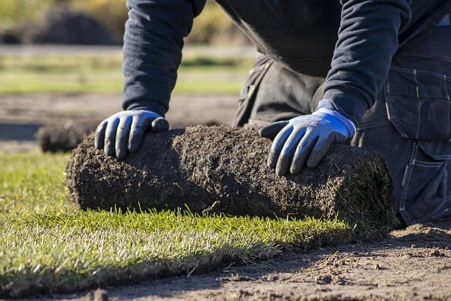 Transforming Curb Appeal: A Step-by-Step Guide to Lawn and Garden Renovation