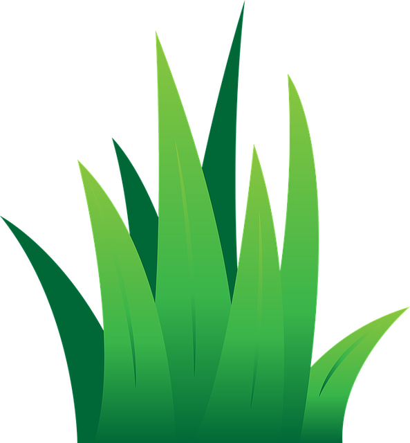 lawn