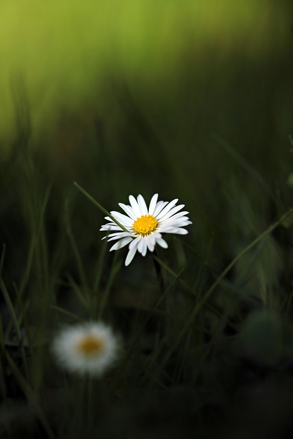 lawn
