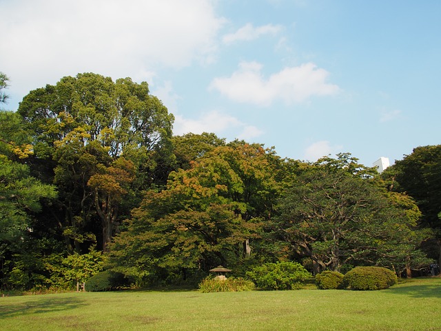 lawn