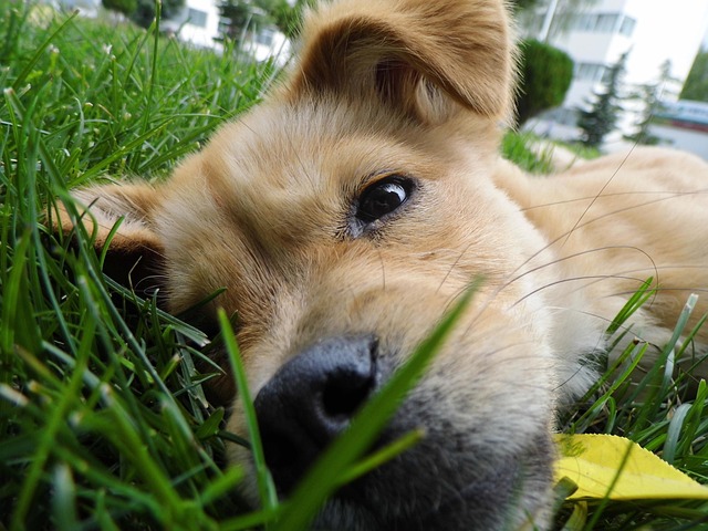 lawn