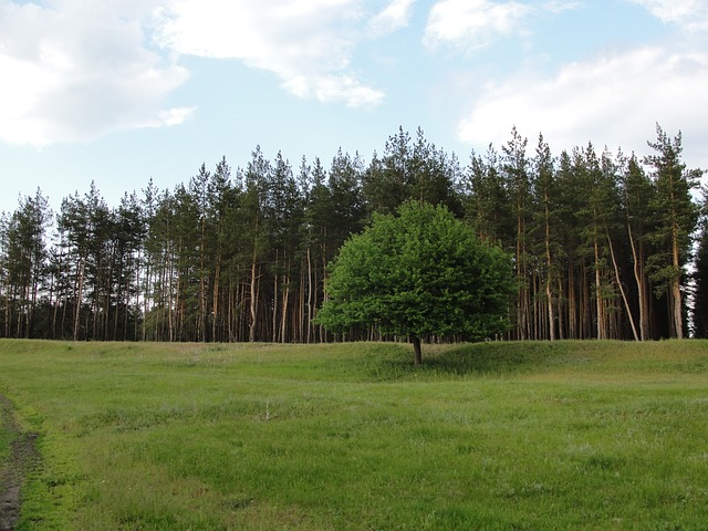 lawn