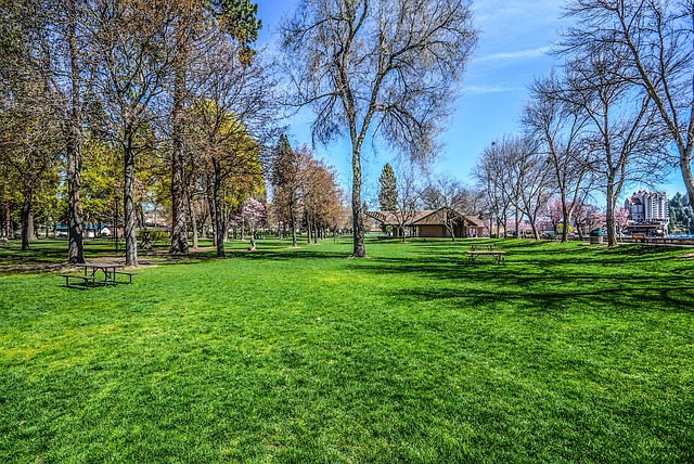 lawn